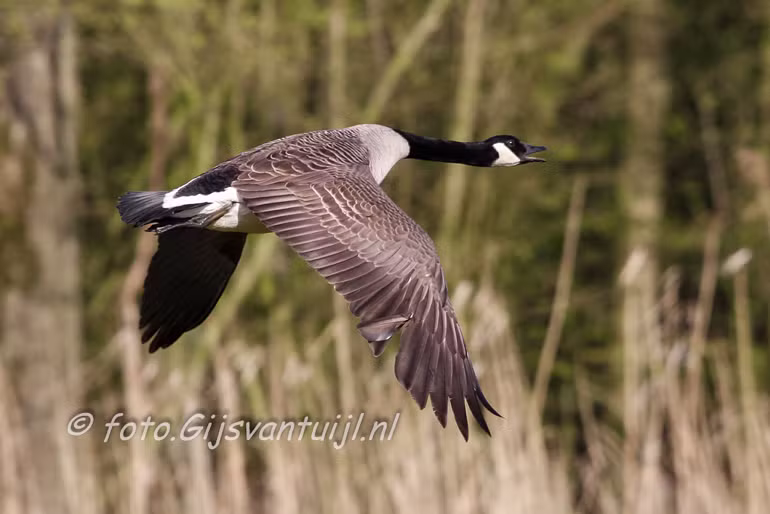 Gans Canadese Gans